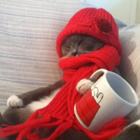 可爱喵星人+汪星人头像:可爱猫咪头像大全送给萌_WWW.TQQA.COM