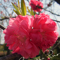 花的世界:唯美静态高清非人物头像:还你一个小清_WWW.TQQA.COM