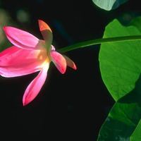 花的世界:唯美静态高清非人物头像:还你一个小清_WWW.TQQA.COM