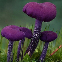 非人物:QQ空间唯美静物头像:蘑菇头像图片_WWW.TQQA.COM