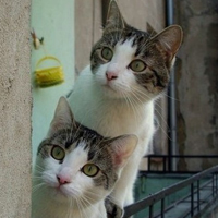 可爱猫猫qq头像:家里有只卖萌猫猫_WWW.TQQA.COM