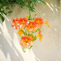 qq静态头像唯美小清新:QQ空间收藏必备精品头像大_WWW.TQQA.COM