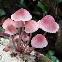 非人物:QQ空间唯美静物头像:蘑菇头像图片_WWW.TQQA.COM