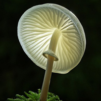 非人物:QQ空间唯美静物头像:蘑菇头像图片_WWW.TQQA.COM