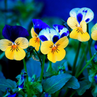 爱情就像凋落的玫瑰:静物唯美头像:花的世界_WWW.TQQA.COM