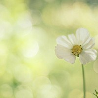 静物花唯美qq头像:爱擦身而过_WWW.TQQA.COM