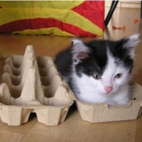 可爱喵星人+汪星人头像:可爱猫咪头像大全送给萌_WWW.TQQA.COM