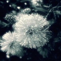 爱情就像凋落的玫瑰:静物唯美头像:花的世界_WWW.TQQA.COM