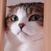 可爱猫猫qq头像:家里有只卖萌猫猫_WWW.TQQA.COM