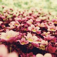 静物花唯美qq头像:爱擦身而过_WWW.TQQA.COM