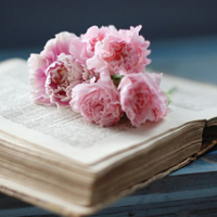 爱情就像凋落的玫瑰:静物唯美头像:花的世界_WWW.TQQA.COM