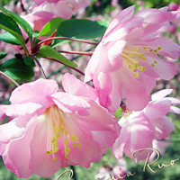 花的世界:唯美静态高清非人物头像:还你一个小清_WWW.TQQA.COM