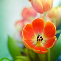 花的世界:唯美静态高清非人物头像:还你一个小清_WWW.TQQA.COM