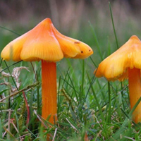 非人物:QQ空间唯美静物头像:蘑菇头像图片_WWW.TQQA.COM