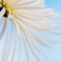 花的世界:唯美静态高清非人物头像:还你一个小清_WWW.TQQA.COM