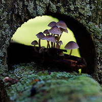 非人物:QQ空间唯美静物头像:蘑菇头像图片_WWW.TQQA.COM