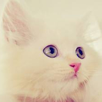 可爱猫猫qq头像:家里有只卖萌猫猫_WWW.TQQA.COM