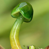 非人物:QQ空间唯美静物头像:蘑菇头像图片_WWW.TQQA.COM