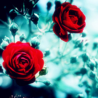 花的世界:唯美静态高清非人物头像:还你一个小清_WWW.TQQA.COM