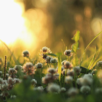 爱情就像凋落的玫瑰:静物唯美头像:花的世界_WWW.TQQA.COM