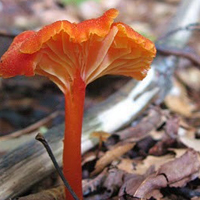 非人物:QQ空间唯美静物头像:蘑菇头像图片_WWW.TQQA.COM