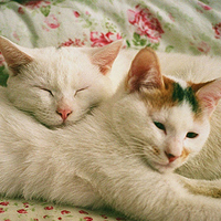 可爱猫猫qq头像:家里有只卖萌猫猫_WWW.TQQA.COM