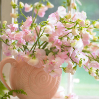 爱情就像凋落的玫瑰:静物唯美头像:花的世界_WWW.TQQA.COM