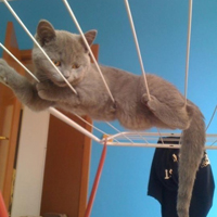 可爱喵星人+汪星人头像:可爱猫咪头像大全送给萌_WWW.TQQA.COM