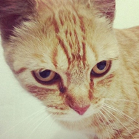 可爱猫猫qq头像:家里有只卖萌猫猫_WWW.TQQA.COM