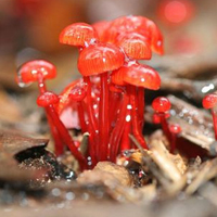 非人物:QQ空间唯美静物头像:蘑菇头像图片_WWW.TQQA.COM