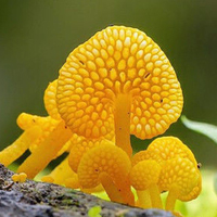 非人物:QQ空间唯美静物头像:蘑菇头像图片_WWW.TQQA.COM