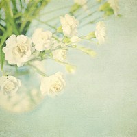 静物花唯美qq头像:爱擦身而过_WWW.TQQA.COM