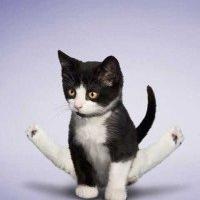 抱着猫咪的QQ女生头像:不会把爱当游戏_WWW.TQQA.COM