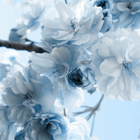 爱情就像凋落的玫瑰:静物唯美头像:花的世界_WWW.TQQA.COM