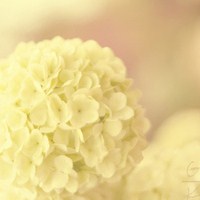 静物花唯美qq头像:爱擦身而过_WWW.TQQA.COM