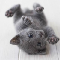 可爱喵星人+汪星人头像:可爱猫咪头像大全送给萌_WWW.TQQA.COM