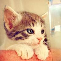 可爱猫咪qq头像:猫咪卖萌无罪_WWW.TQQA.COM