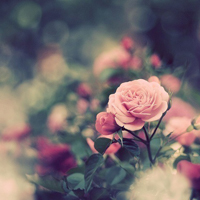 花的世界:唯美静态高清非人物头像:还你一个小清_WWW.TQQA.COM