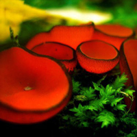 非人物:QQ空间唯美静物头像:蘑菇头像图片_WWW.TQQA.COM