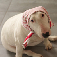 可爱喵星人+汪星人头像:可爱猫咪头像大全送给萌_WWW.TQQA.COM