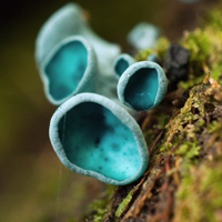 非人物:QQ空间唯美静物头像:蘑菇头像图片_WWW.TQQA.COM