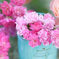 花的世界:唯美静态高清非人物头像:还你一个小清_WWW.TQQA.COM