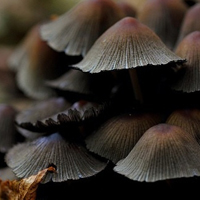 非人物:QQ空间唯美静物头像:蘑菇头像图片_WWW.TQQA.COM