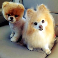 可爱喵星人+汪星人头像:可爱猫咪头像大全送给萌_WWW.TQQA.COM