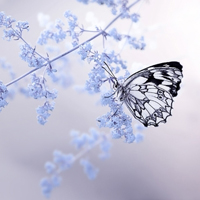 幸福的人是你:唯美清新静态头像:我是你的小太阳_WWW.TQQA.COM