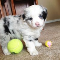 可爱喵星人+汪星人头像:可爱猫咪头像大全送给萌_WWW.TQQA.COM