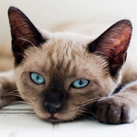 可爱猫猫qq头像:家里有只卖萌猫猫_WWW.TQQA.COM