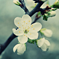 爱情就像凋落的玫瑰:静物唯美头像:花的世界_WWW.TQQA.COM