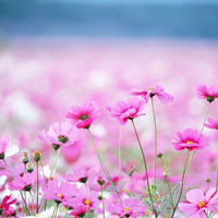 爱情就像凋落的玫瑰:静物唯美头像:花的世界_WWW.TQQA.COM