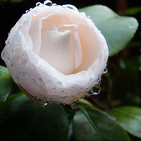 花的世界:唯美静态高清非人物头像:还你一个小清_WWW.TQQA.COM